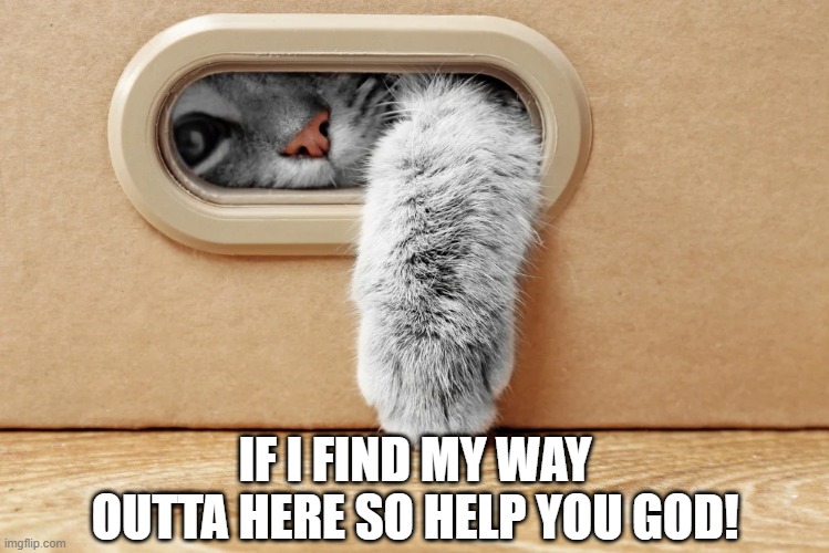 Stuck | IF I FIND MY WAY OUTTA HERE SO HELP YOU GOD! | image tagged in cats | made w/ Imgflip meme maker