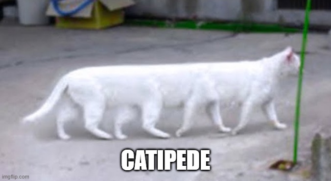 Catipede | CATIPEDE | image tagged in cats | made w/ Imgflip meme maker