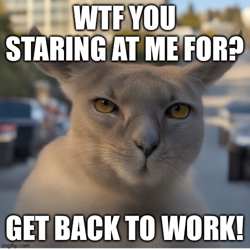 Mad cat | WTF YOU STARING AT ME FOR? GET BACK TO WORK! | image tagged in funny cat memes | made w/ Imgflip meme maker