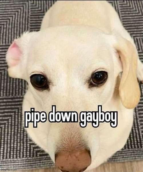 Pipe down gayboy | image tagged in pipe down gayboy | made w/ Imgflip meme maker