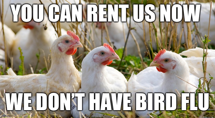 Bird Flu | YOU CAN RENT US NOW; WE DON’T HAVE BIRD FLU | image tagged in chickens | made w/ Imgflip meme maker