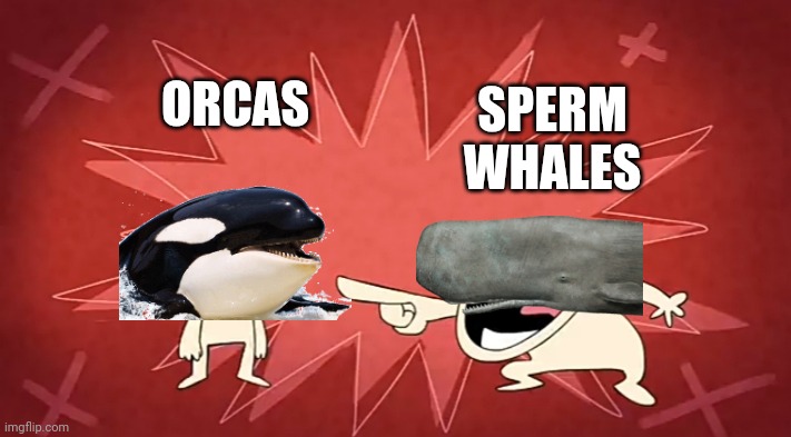 Sperm Whales can give Orcas a run for their money | SPERM WHALES; ORCAS | image tagged in whale,orca,killer whale,sperm whale,animals,funny animals | made w/ Imgflip meme maker