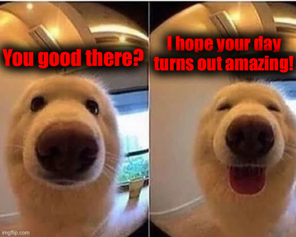 Hope you have an amazing day! | I hope your day turns out amazing! You good there? | image tagged in wholesome doggo | made w/ Imgflip meme maker