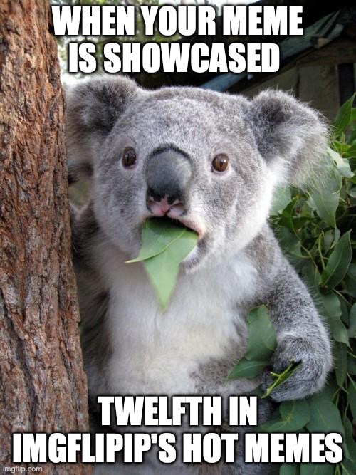 Surprised Koala | WHEN YOUR MEME IS SHOWCASED; TWELFTH IN IMGFLIPIP'S HOT MEMES | image tagged in memes,surprised koala | made w/ Imgflip meme maker