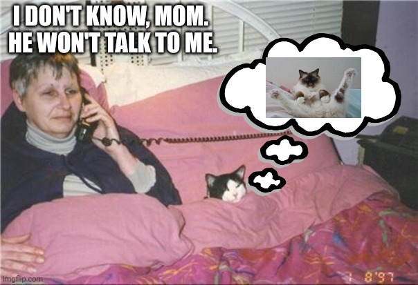 cat lady | I DON'T KNOW, MOM.  HE WON'T TALK TO ME. | image tagged in cat lady | made w/ Imgflip meme maker