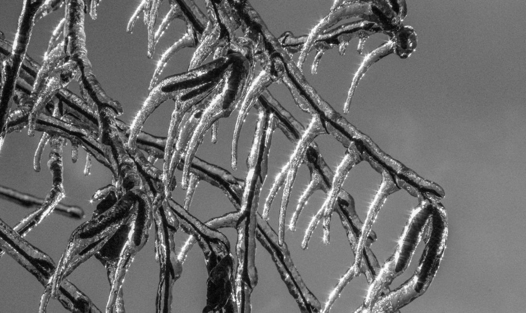 Iced-Over Tree. Blank Meme Template