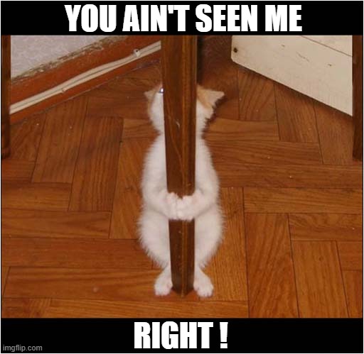 Where's The Cat ? | YOU AIN'T SEEN ME; RIGHT ! | image tagged in cats,hiding | made w/ Imgflip meme maker