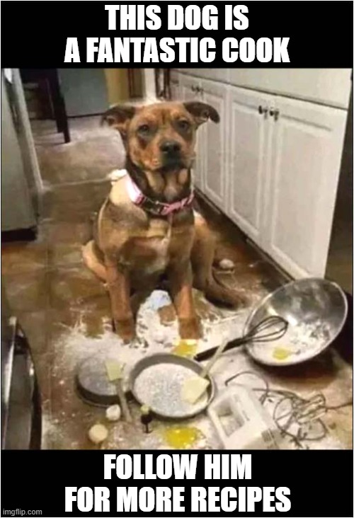 Cooking With Dogs | THIS DOG IS A FANTASTIC COOK; FOLLOW HIM FOR MORE RECIPES | image tagged in dogs,cooking,disaster | made w/ Imgflip meme maker