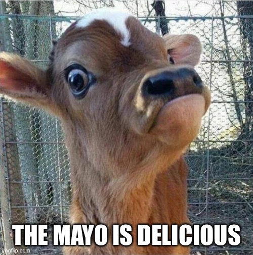 Curious calf | THE MAYO IS DELICIOUS | image tagged in curious calf | made w/ Imgflip meme maker