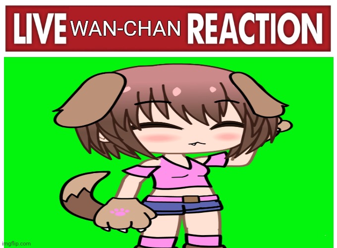 LIVE WAN-CHAN REACTION! | WAN-CHAN; dog | image tagged in live reaction | made w/ Imgflip meme maker