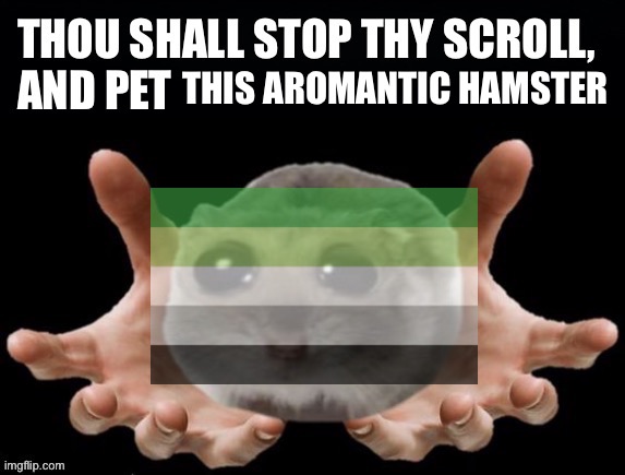 Please pet the aromantic hamster | THIS AROMANTIC HAMSTER | image tagged in thou shall stop thy scoll and pet this hamster,hamster,hamsters,lgbtq,aro,aromantic | made w/ Imgflip meme maker