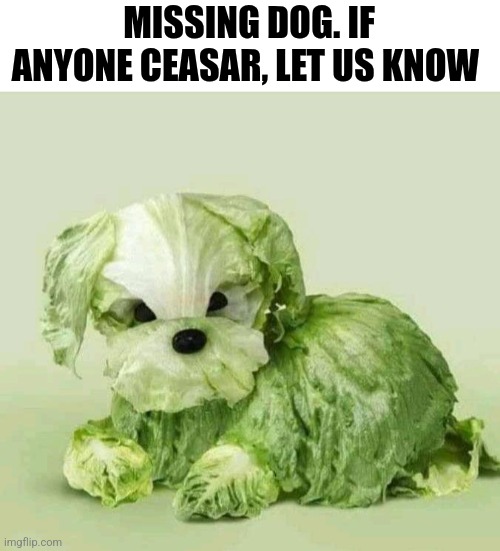 Missing Dog. If Anyone Ceasar, Lettuce Know | MISSING DOG. IF ANYONE CEASAR, LET US KNOW | image tagged in chris joines | made w/ Imgflip meme maker