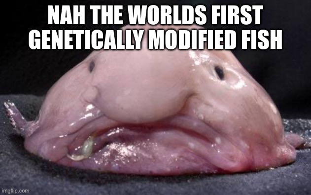 Blobfish | NAH THE WORLDS FIRST GENETICALLY MODIFIED FISH | image tagged in blobfish,memes | made w/ Imgflip meme maker