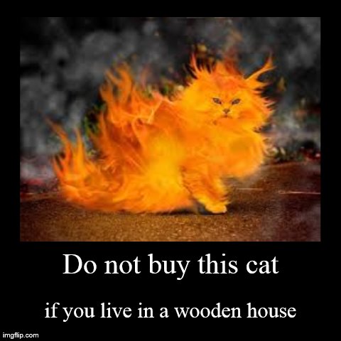 Fiery Cat | image tagged in demotivationals,cats,funny,fire | made w/ Imgflip demotivational maker