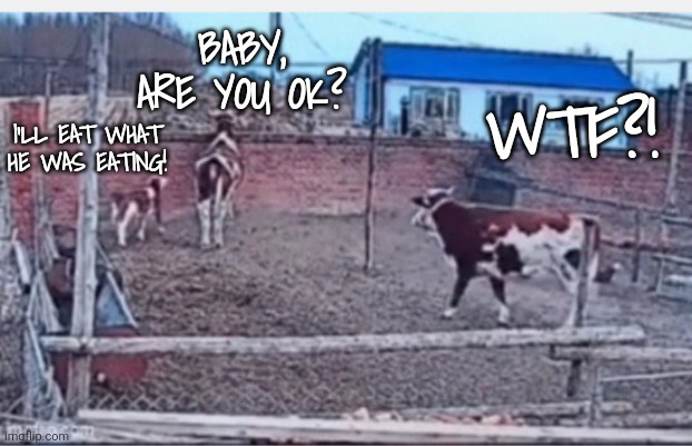 BABY, ARE YOU OK? I'LL EAT WHAT HE WAS EATING! WTF?! | made w/ Imgflip meme maker