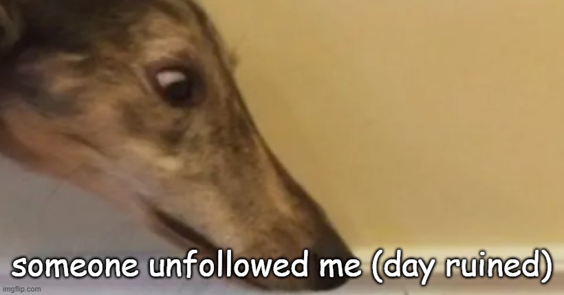 long nose dog | someone unfollowed me (day ruined) | image tagged in long nose dog | made w/ Imgflip meme maker