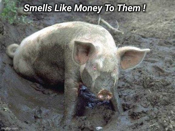 Pig in Mud | Smells Like Money To Them ! | image tagged in pig in mud | made w/ Imgflip meme maker