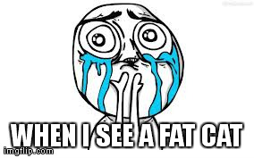 Crying Because Of Cute Meme | WHEN I SEE A FAT CAT | image tagged in memes,crying because of cute | made w/ Imgflip meme maker