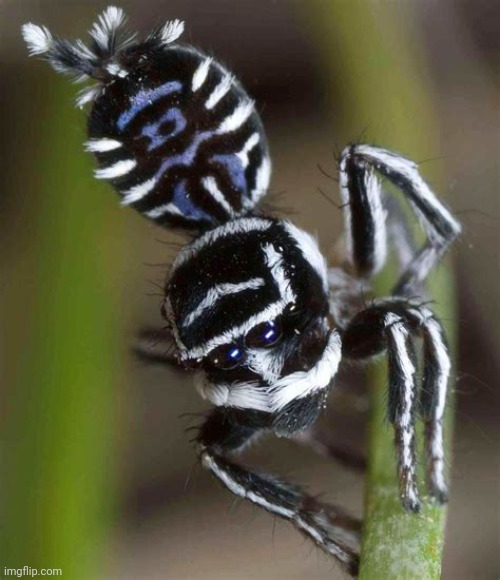 Skeletorus peacock spider from Australia | made w/ Imgflip meme maker