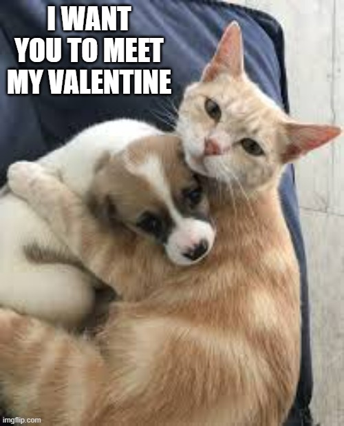 memes by Brad - Cat wants you to meet her Valentine | I WANT YOU TO MEET MY VALENTINE | image tagged in cute,cats,dog,kitten,valentine,valentine's day | made w/ Imgflip meme maker