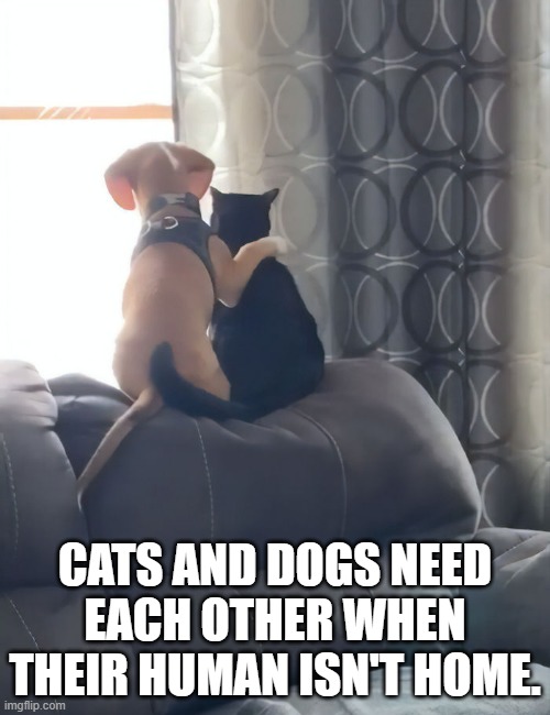 memes by Brad - Cats and dogs need each other when their human isn't home | CATS AND DOGS NEED EACH OTHER WHEN THEIR HUMAN ISN'T HOME. | image tagged in cats,dog,kitten,cute,funny | made w/ Imgflip meme maker