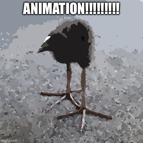 Pukeko chick | ANIMATION!!!!!!!!! | image tagged in pukeko chick | made w/ Imgflip meme maker