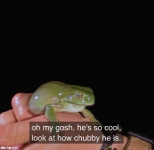 chubby | image tagged in memes,frog,funny,funny memes,gifs,frogs | made w/ Imgflip meme maker