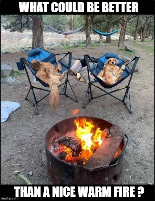 Camping With Dogs ! | WHAT COULD BE BETTER; THAN A NICE WARM FIRE ? | image tagged in dogs,camping,fire | made w/ Imgflip meme maker