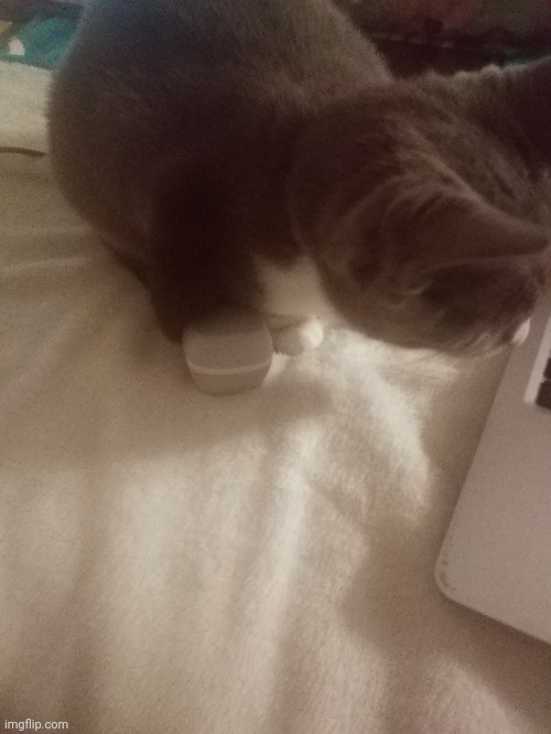 She stole my nanobud box (basically theyre airpods) | made w/ Imgflip meme maker
