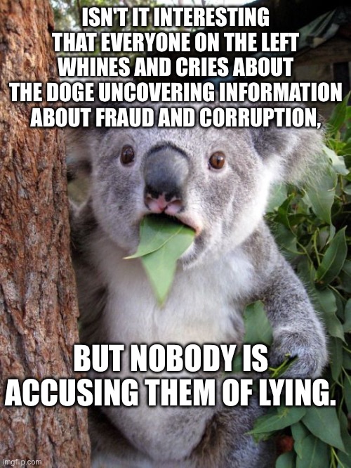 9 million people on Social Security over 120 years old. Cash AND votes for the Dems? | ISN'T IT INTERESTING THAT EVERYONE ON THE LEFT WHINES AND CRIES ABOUT THE DOGE UNCOVERING INFORMATION ABOUT FRAUD AND CORRUPTION, BUT NOBODY IS ACCUSING THEM OF LYING. | image tagged in shocked koala,corruption,thieving democrats,voter fraud | made w/ Imgflip meme maker