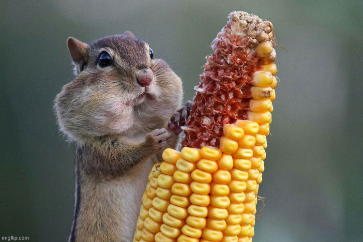 no context | image tagged in chipmunk feast | made w/ Imgflip meme maker