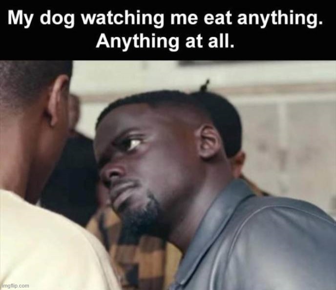 Whatchu eating | image tagged in dogs | made w/ Imgflip meme maker