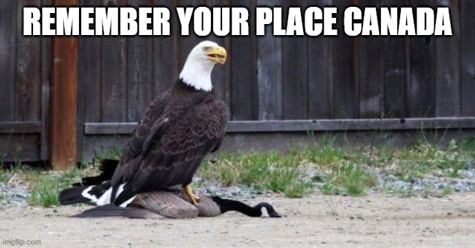 Remember your place Canada | REMEMBER YOUR PLACE CANADA | image tagged in political meme,usa,patriotic,funny,funny memes | made w/ Imgflip meme maker