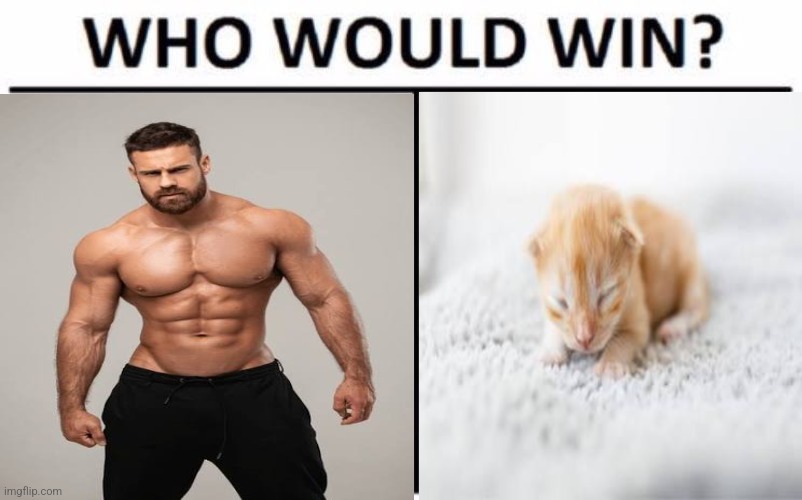 I'm rooting for the kitten tbh -Dusk | image tagged in memes,who would win | made w/ Imgflip meme maker