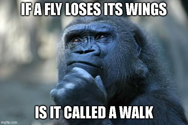 Deep Thoughts | IF A FLY LOSES ITS WINGS; IS IT CALLED A WALK | image tagged in deep thoughts | made w/ Imgflip meme maker