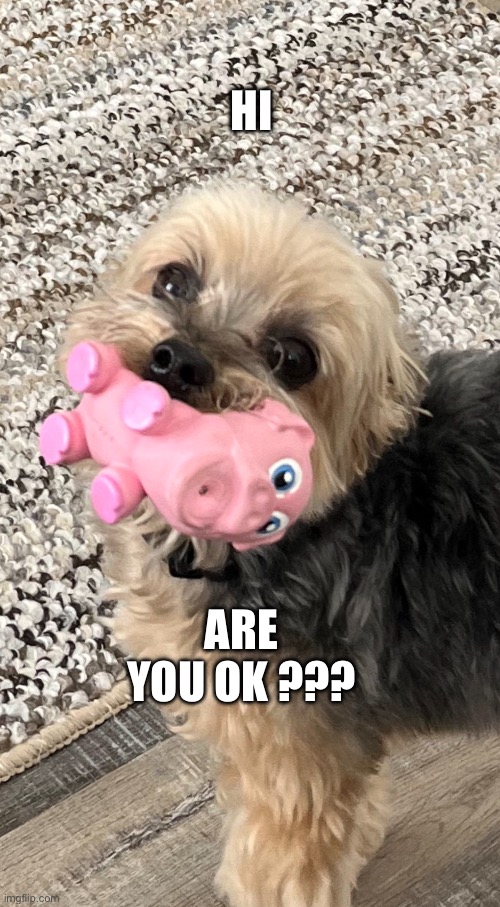 Yorkie concerned | HI; ARE YOU OK ??? | image tagged in dog meme | made w/ Imgflip meme maker