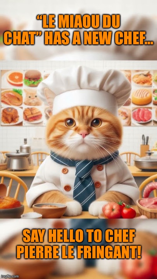 A new chef in town… | “LE MIAOU DU CHAT” HAS A NEW CHEF…; SAY HELLO TO CHEF PIERRE LE FRINGANT! | image tagged in cats are awesome | made w/ Imgflip meme maker