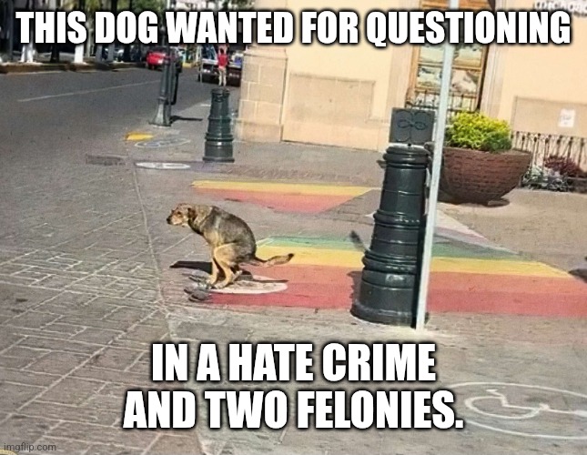 Dogs always tell the truth | THIS DOG WANTED FOR QUESTIONING; IN A HATE CRIME AND TWO FELONIES. | image tagged in doggo | made w/ Imgflip meme maker