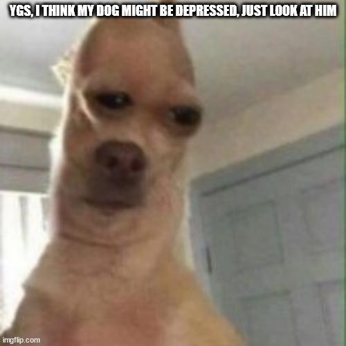 sigh | YGS, I THINK MY DOG MIGHT BE DEPRESSED, JUST LOOK AT HIM | image tagged in animal,cute dog,cute animals,depressed,depressed dog,lonely dog | made w/ Imgflip meme maker