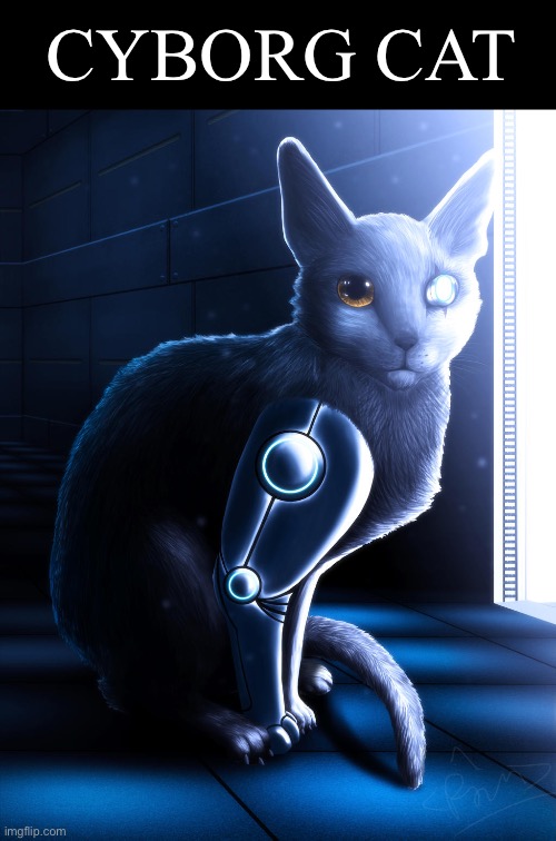 The fusion of cat and machine… | CYBORG CAT | made w/ Imgflip meme maker