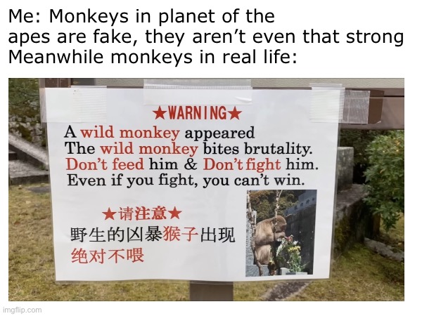 Monkey | Me: Monkeys in planet of the apes are fake, they aren’t even that strong
Meanwhile monkeys in real life: | image tagged in monkey,planet of the apes | made w/ Imgflip meme maker