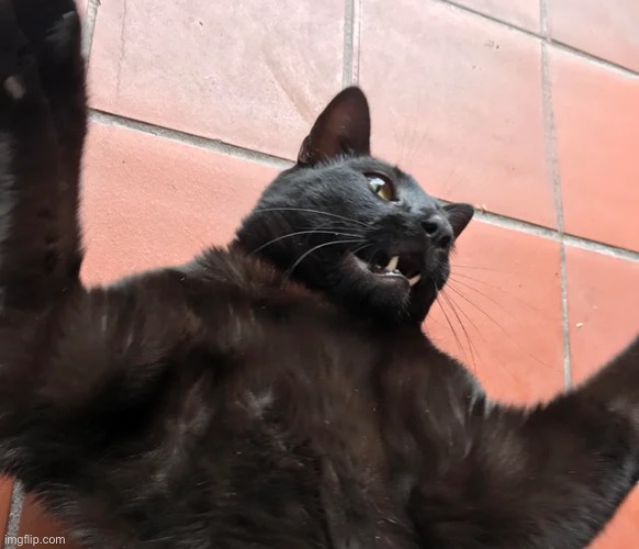 Stipid fucking car | made w/ Imgflip meme maker