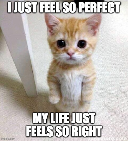 good kitty | I JUST FEEL SO PERFECT; MY LIFE JUST FEELS SO RIGHT | image tagged in memes,cute cat | made w/ Imgflip meme maker