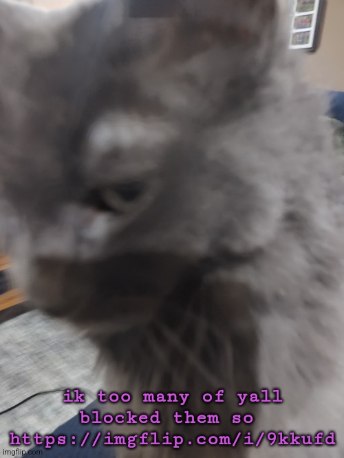 32's Cat | ik too many of yall blocked them so 
https://imgflip.com/i/9kkufd | image tagged in 32's cat | made w/ Imgflip meme maker