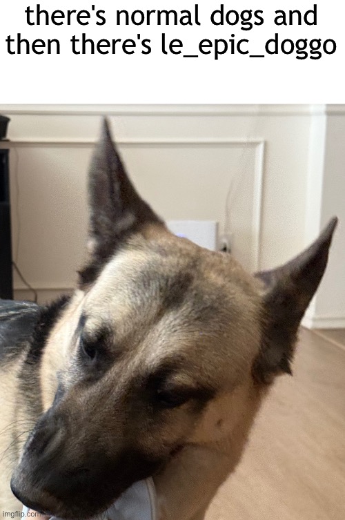 rare picture of le_epic_doggo chewing on delted's slipper | there's normal dogs and then there's le_epic_doggo | made w/ Imgflip meme maker