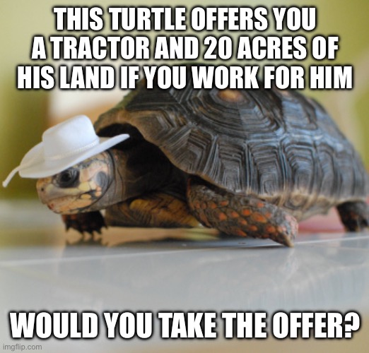 THIS TURTLE OFFERS YOU A TRACTOR AND 20 ACRES OF HIS LAND IF YOU WORK FOR HIM; WOULD YOU TAKE THE OFFER? | image tagged in farming,turtle,memes,trade offer,wtf | made w/ Imgflip meme maker