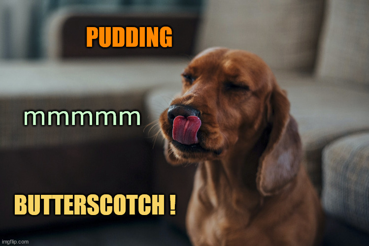 Snack Time | PUDDING BUTTERSCOTCH ! mmmmm | image tagged in dogs,funny dogs,snack,time,mining,gold | made w/ Imgflip meme maker