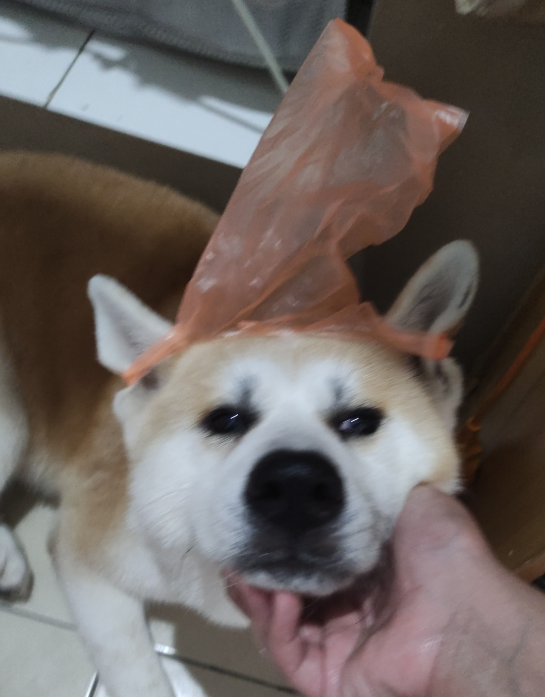 Plastic bungus Blank Meme Template