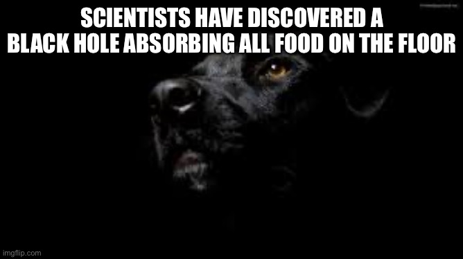 black dog of depression | SCIENTISTS HAVE DISCOVERED A BLACK HOLE ABSORBING ALL FOOD ON THE FLOOR | image tagged in black dog of depression | made w/ Imgflip meme maker