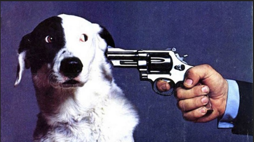 The Dog Gets It Blank Meme Template